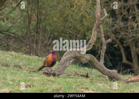 Un fagiano (Phasianus colchicus) seduto su un ramo di albero morto nello Yorkshire. Foto Stock