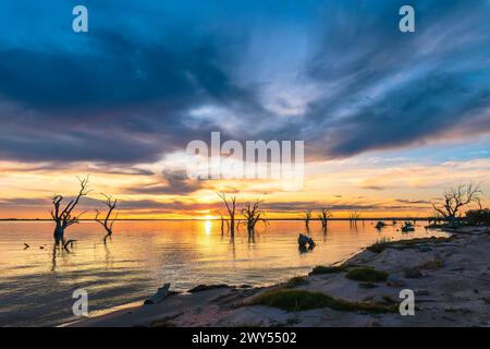 Costa del lago Bonney con ceppi di alberi morti in acqua al tramonto, Barmera, Australia meridionale Foto Stock