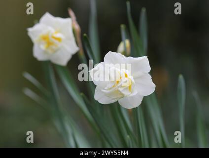 Un primo piano del Daffodil bianco, Narciso 'Cheerfulness' Foto Stock