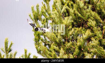 Dundee, Tayside, Scozia, Regno Unito. 4 aprile 2024. Tempo nel Regno Unito: Il clima primaverile freddo e luminoso mostra magpie a coda lunga in volo con materiale di nidificazione in alto tra gli alberi sempreverdi della città di Dundee, in Scozia. Crediti: Dundee Photographics/Alamy Live News Foto Stock