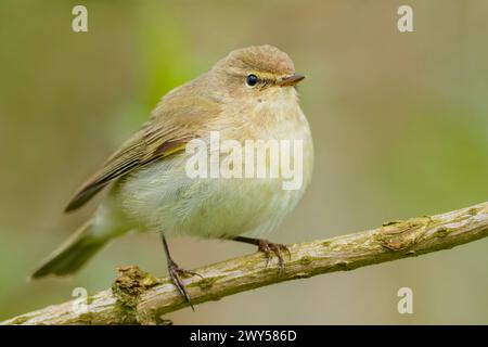 Chiffchaff comune, Phylloscopus collybita, arroccato, tempo di accoppiamento, stagione riproduttiva Foto Stock