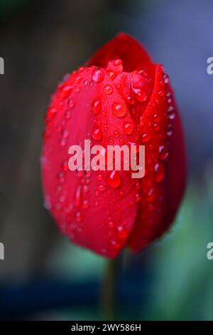 Tulipano rosso Foto Stock