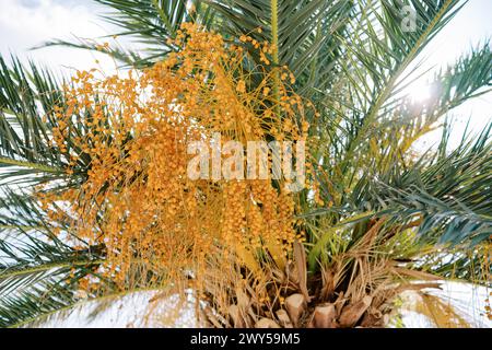 Mazzi di datteri gialli che crescono su una palma da dattero verde alla luce del sole Foto Stock