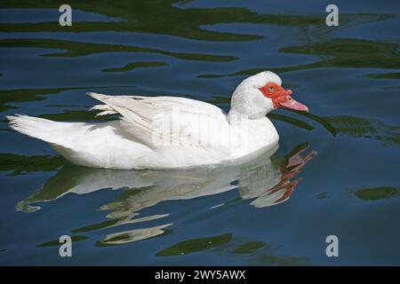 L'anatra bianca muscova o l'anatra barbaresca nuota in un lago tranquillo, Cairina moschata, Anatidae Foto Stock