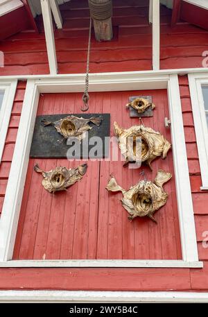 Teste di rana pescatrice secche inchiodate alla parete di una tipica capanna di legno in Norvegia Foto Stock