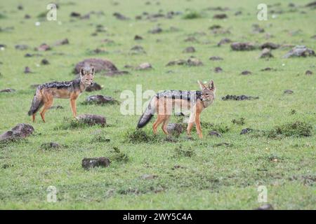 Un paio di sciacalli neri (Canis mesomelus), noto anche come sciacallo argentato Foto Stock