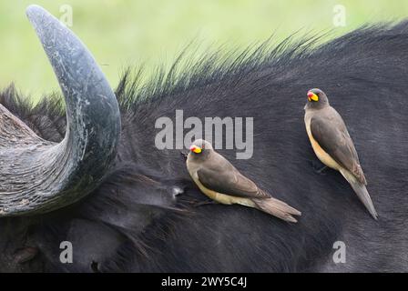 Pecorina a becco giallo (Buphagus africanus) sul retro di un bufalo del capo, alla ricerca di zecche o altri parassiti Foto Stock