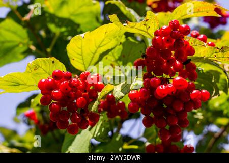 Grappoli di bacche di viburnum rosso su un albero Foto Stock