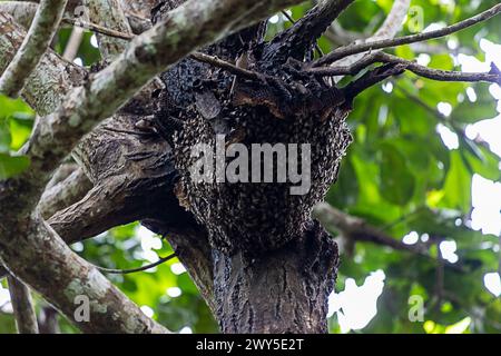 Api africane Foto Stock