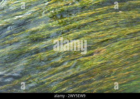 impianto di acqua verde che scorre dall'acqua nel lago Foto Stock
