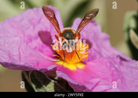 Ape rossa solitaria Rhodanthidium sticticum che si nutre di fiori di cistus albidus, Alcoy, Spagna Foto Stock