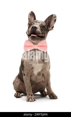 Grazioso Bulldog francese con papillon rosa su sfondo bianco Foto Stock