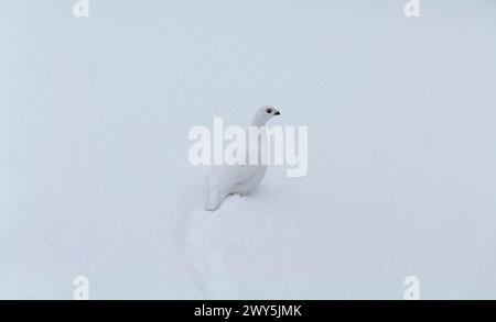 Ptarmigan rock, Lagopus muta, nel piumaggio invernale, Tromso, Norvegia. Foto Stock