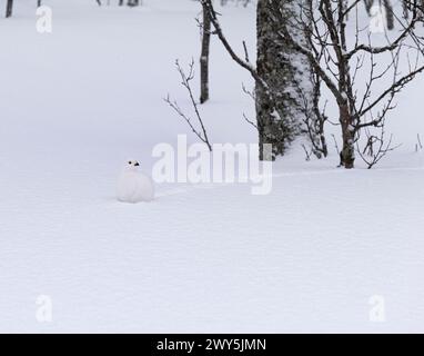 Ptarmigan rock, Lagopus muta, nel piumaggio invernale, Tromso, Norvegia. Foto Stock