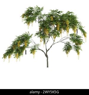 Illustrazione 3d dell'albero della fistola Set Cassia isolato su sfondo bianco Foto Stock