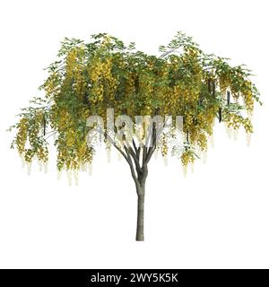 Illustrazione 3d dell'albero della fistola Set Cassia isolato su sfondo bianco Foto Stock