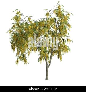 Illustrazione 3d dell'albero della fistola Set Cassia isolato su sfondo bianco Foto Stock