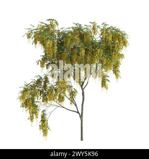 Illustrazione 3d dell'albero della fistola Set Cassia isolato su sfondo bianco Foto Stock