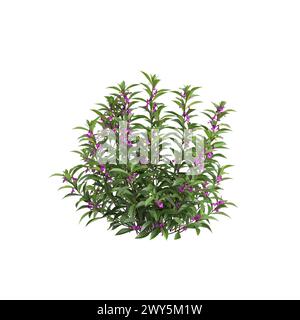 Illustrazione in 3d di Impatiens balsamina cespuglio isolato su sfondo bianco Foto Stock