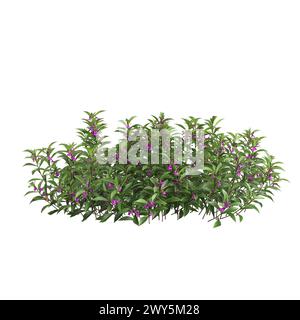 Illustrazione in 3d di Impatiens balsamina cespuglio isolato su sfondo bianco Foto Stock