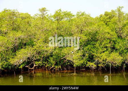 Indien, Goa, Panjim, Chorao Island, Salim Ali Bird Sanctuary, Mangroven (Rhizophora mucronata) Foto Stock