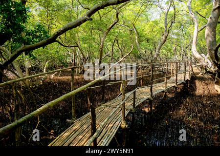 Indien, Goa, Panjim, Chorao Island, Salim Ali Bird Sanctuary, PFAD durch das Vogelbeobachtungsgebiet Foto Stock