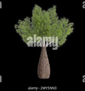 Illustrazione 3d dell'albero rupestris di Brachychiton isolato su sfondo nero Foto Stock