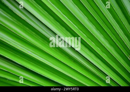Un bellissimo motivo a foglie di palma Foto Stock