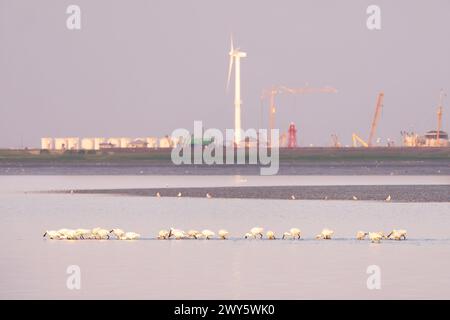 Cucchiai bianchi che si nutrono in acque poco profonde con la bassa marea sul Mare di Wadden vicino a Den Oever, Paesi Bassi Foto Stock