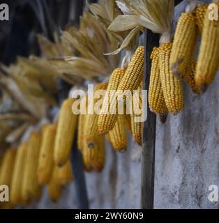 Pannocchie di mais appese all'esterno di una casa rurale a Bergheim, in Alsazia, Francia. Foto Stock