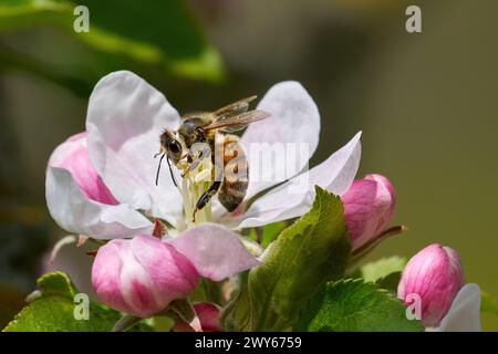 Api che impollinano un fiore di mele Foto Stock