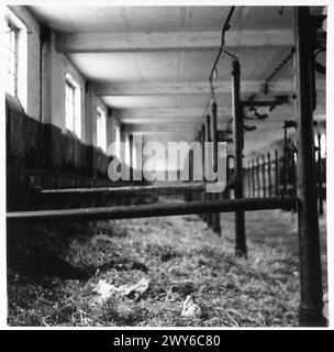 LE TRUPPE IN AVANZATA RAGGIUNGONO CELLE - Una stalla dove i prigionieri erano alloggiati a STALAGXIB , British Army, 21st Army Group Foto Stock