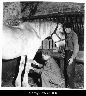 L'UFFICIALE MEDICO DELL'ESERCITO AGISCE COME MEDICO DEL VILLAGGIO QUANDO è fuori SERVIZIO - il cavallo di Un francese riceve l'attenzione del MO. Il cavallo ha una ferita di schegge nell'avambraccio. , British Army, 21st Army Group Foto Stock