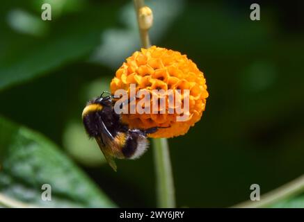 Londra, Regno Unito. 8 giugno 2021. Un bumblebee impollina un fiore di palla d'arancio (Buddleja globosa). Credito: Vuk Valcic/Alamy Foto Stock