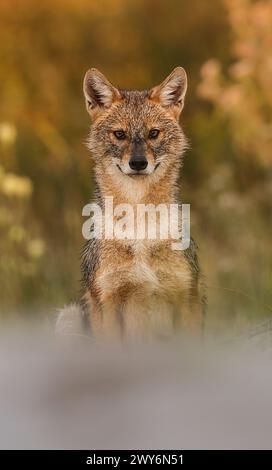Golden jackal (Canis aureus), il Delta del Danubio, Romania Foto Stock