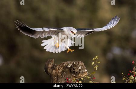 Kite Flying Black-Wing (Elanus caeruleus), Salamanca, Castilla y León, Spagna Foto Stock