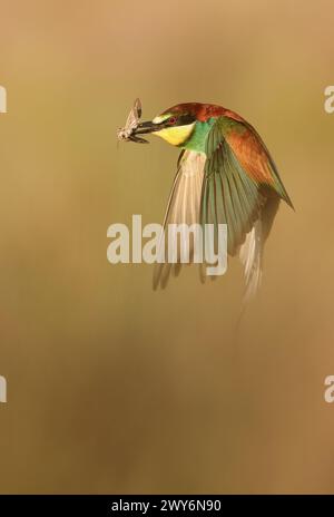 European Bee-eater (Merops apiaster) con preda, Salamanca, Castilla y Leon, Spagna Foto Stock