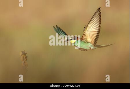 European Bee-eater (Merops apiaster) con preda, Salamanca, Castilla y Leon, Spagna Foto Stock