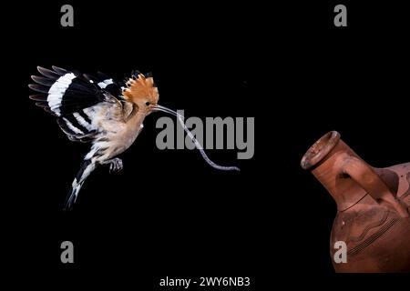 Hoopoe (Upupa epops) in volo con preda sulla cima per nutrire i bambini, Salamanca, Castilla y Leon, Spagna Foto Stock