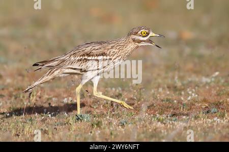 Curlew in pietra eurasiatica (Burhinus oedicnemus), Salamanca, Castilla y Leon, Spagna Foto Stock