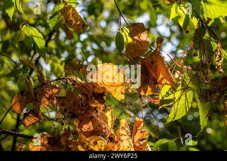 Foglie asciutte cadute incastrate sui rami e sulla rete, splendido sfondo naturale Foto Stock