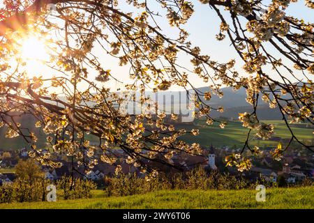 Brislach, Baselland, Baselbiet, Laufental, vista sul paese, Svizzera, fiori di ciliegio, primavera, Brislach BL Foto Stock