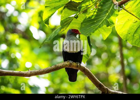 Piccione blu delle Seychelles, Aride, Seychelles Foto Stock