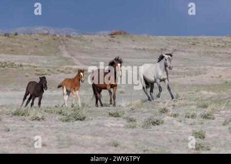 La mandria di cavalli selvaggi del monte Onaqui ha una struttura da lieve a moderata e varia nei colori da sorrel, roan, buckskin, nero, palomino, e grigia. Foto Stock