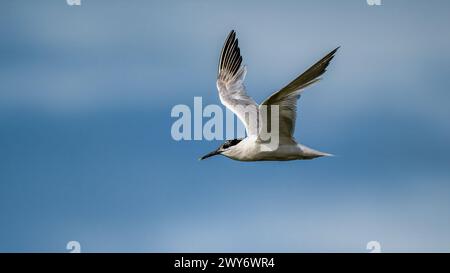 Un Sandwich Tern che si innalza nel cielo con le ali spalmate Foto Stock