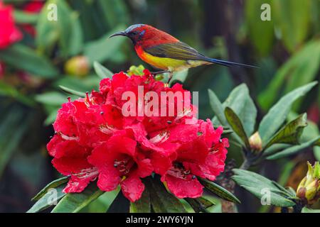 Il sunbird della signora gould in piedi su fiori rossi di rododendro selvatico nel parco nazionale di Doi Inthanon, Thailandia Foto Stock