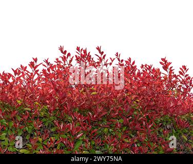 Photinia Fraseri o Red Robin Bush con foglie di primavera rosse isolate su bianco con percorso di ritaglio incluso. Adatto per cornice o bordo grafico Foto Stock