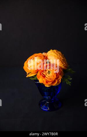 Un bouquet di fiori arancioni persiani, chiamato anche Ranunculus, in un vaso reale di vetro blu su sfondo nero natura morta. Foto Stock