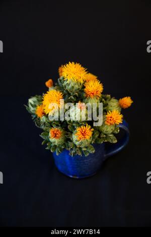 Un bouquet di fiori di cartamo in una tazza di ceramica blu fatta a mano su sfondo nero. Foto Stock
