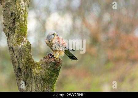 Maschio Kestrel, Falco Tinnunculus, arroccato su un ceppo d'albero Foto Stock
